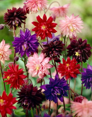 Mix di colombine a fiore doppio - Barlow mix - 1 pz