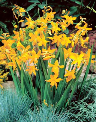 Montbretia (Crocosmia) Suzanna - XXL løg - 5 stk.