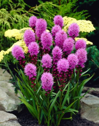 Liatris Spicata - Kobold - Large Pack! - 50 pcs.