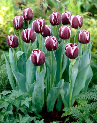 Tulipán - Jackpot - Nagy csomag - 50 db