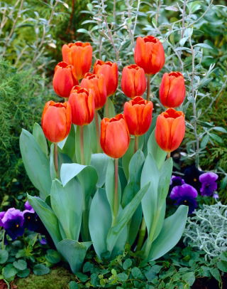 Tulip - Annie Schilder - GIGA Pack! - 250 pcs