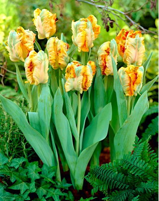 Tulip - Parrot King - GIGA Pack! - 250 pcs