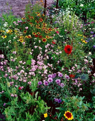 Fast Flowers Wildflower Meadow - mix of over 20 fast-growing varieties - 1 kg - Fresh Seeds