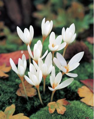 Crocus Ochroleucus - 10 bulbs