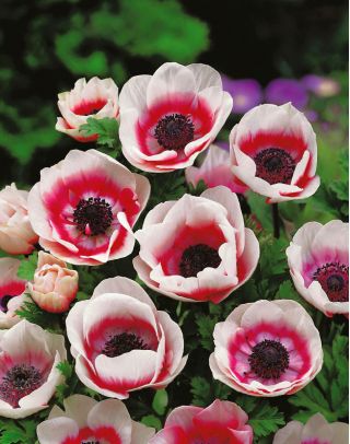 Szellőrózsa - De Caen - Bicolor - csomag 8 darab - Anemone