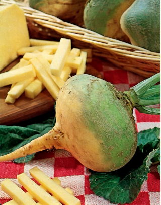 Nabicol - Wilhelmsburger Sator Otofte - 3500 semillas - Brassica napus L. var. Napobrassica