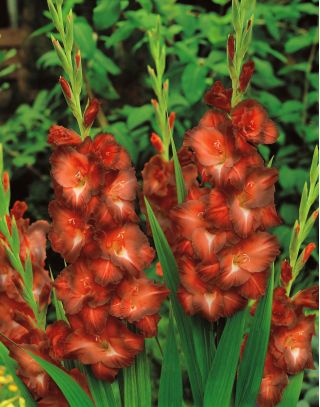 Гладіолус Шоколад - 5 цибулин - Gladiolus Chocolate