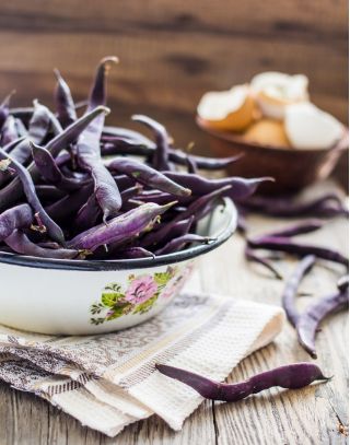 Green bean "Blauhilde" - staked, purple pod variety