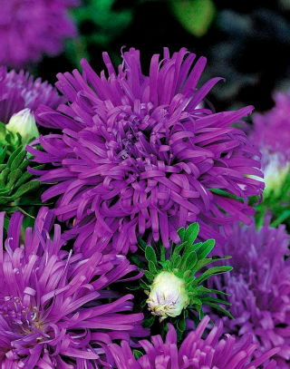 Crizanteme-aster de flori "Demon" - violet - 450 de semințe - Callistephus chinensis 