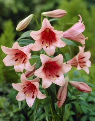 Lirios Casa Rosa - Lilium Casa Rosa