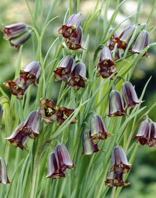 Fritillary de Elwes, Fritillaria elwesii - 5 piezas