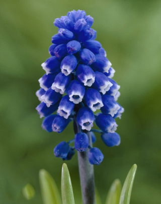 Grape hyacinth Muscari Dark Eyes - Large Pack! - 50 pcs.