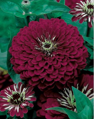 ダリアの花のある百日草「紫の女王」 -  120種 - Zinnia elegans fl. pl. Dahliaeflora - シーズ