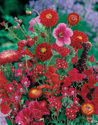 Semi misti di piante rosse - 