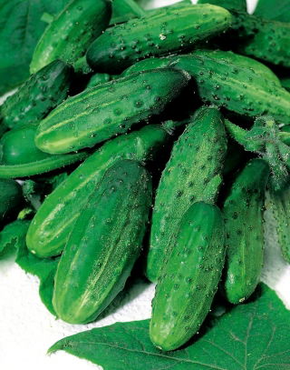  Огурец посевно́й - Hela F1 - семена на ленте    - Cucumis sativus