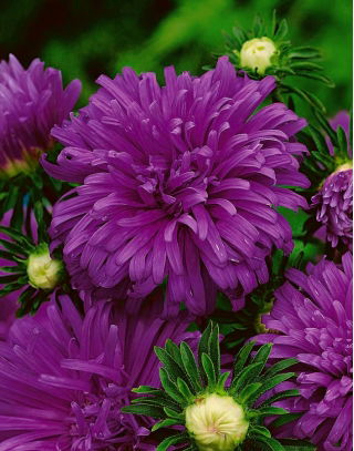 Chrysanthemen-Aster "Maja" - Heideviolett - 450 Samen - 