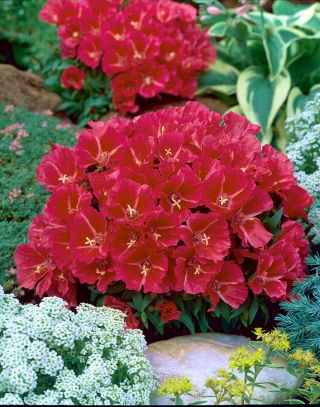 Farewell-to-spring "Brillant"; godetia - 1350 seeds