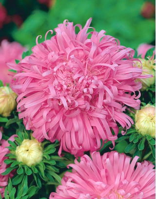 ピンクの菊の花アスター「ベリル」 -  250種子 - Callistephus chinensis - シーズ