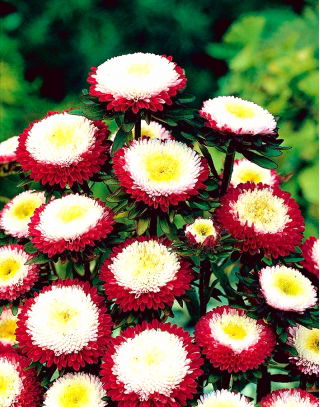China Aster Gusford Supreme seeds - Callistephus chinensis - 500 seeds