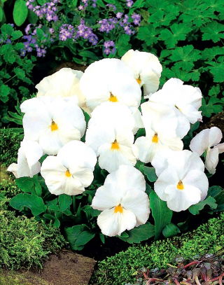 Фиа́лка Ви́ттрока - Mont Blanc - белый - 400 семена - Viola x wittrockiana