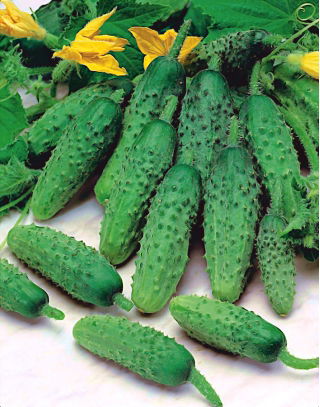 Freilandgurke "Aloe F1"