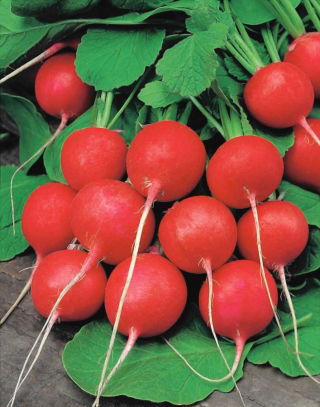 Radish "Fiesta" - rapidly growing, round or heart-shaped, carmine red roots - 850 seeds