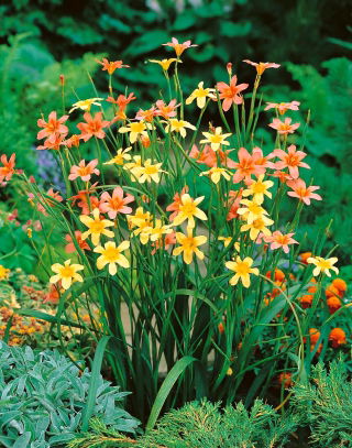 Homeria Mix - 10 bulbs