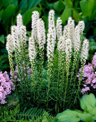 Liatris Alba, Gayfeather - 10 žarnic