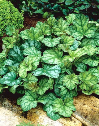 Keijunkukat - Dale's Strain - Heuchera