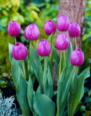 Tulip Attila - 5 Stk