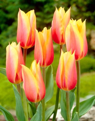 Tulip Blushing Beauty - 5 Stück