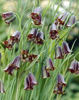 Bánh bèo của Elwes - Fritillaria elwesii - gói lớn! - 50 chiếc - 