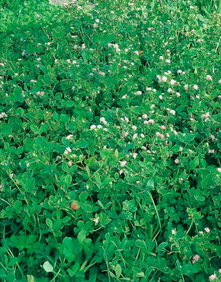 Semanggi terbalik "Gorby" - 5 kg; Semanggi persia, poros - 