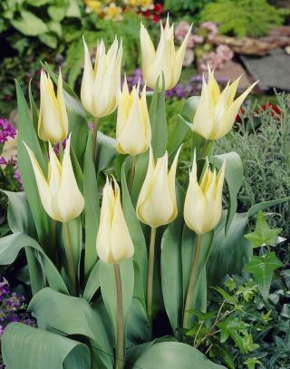 Tulipan 'Sapporo' - stor pakke - 50 stk.