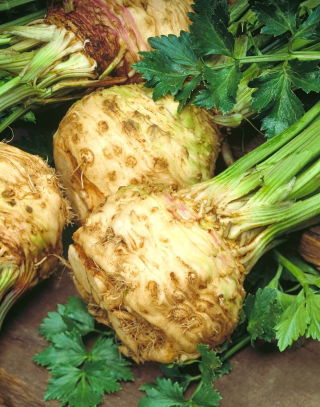Celeriac 'Monet F1' - 2500 calibrated (0.9 - 1.0) professional seeds for everyone