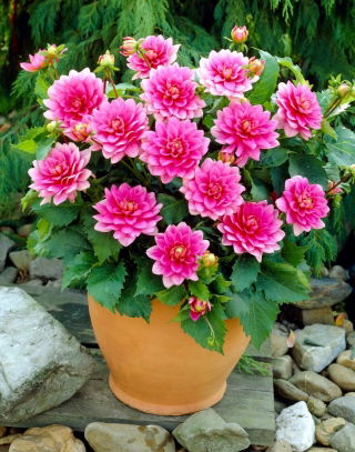 Dahlia - Bluesette - groot pak! - 10 stuks - 