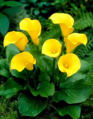 Florex Gold calla lily - XXL bulb; arum lily, Zantedeschia - large package! - 10 pcs