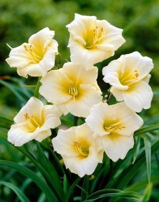 Longfields Pearl daylily