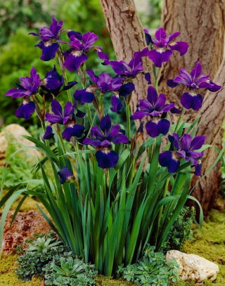 Teal Velvet Siberian iris, Siberian flag - large package! - 10 pcs