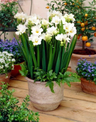 Freesia blanc a fleur unique - Forfait XL ! - 500 pieces