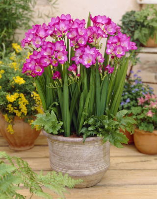 Frezie roz cu o singură floare - pachet XL! - 500 buc.