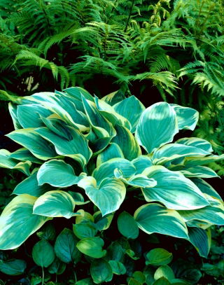 Hosta de pandereta, lirio de plátano - ¡paquete grande! - 10 piezas
