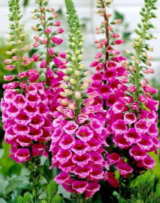 Digitalis, Foxglove Camelot Rose