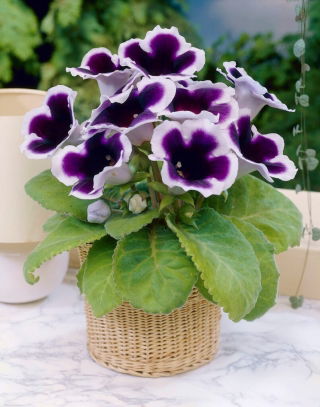Gloxinia, Gloxinie Kaiser Wilhelm