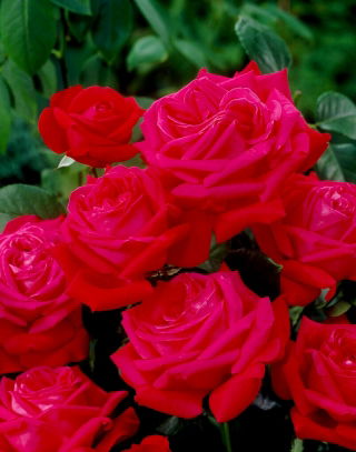 "Dama De Coeur" nagyvirágú (Grandiflora) rózsa - palánta - 