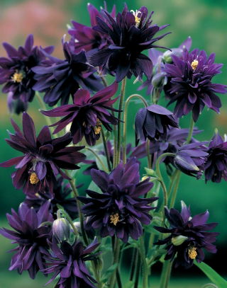 Aquilegia, Columbine, Granny's Bonnet Black Barlow - XL csomag - 50 db.