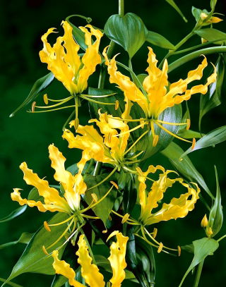Gloriosa, Feuerlilie, Flammenlilie Lutea - XL-Packung - 50 Stk