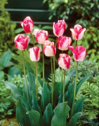 Mata Hari tulipan - XL pakke - 50 stk.