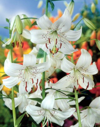 White Twinkle Tiger Lily - Pack XL - 50 uds.