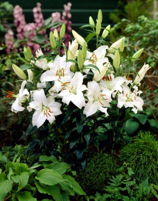 Siberia scented oriental lily - XL pack - 50 pcs